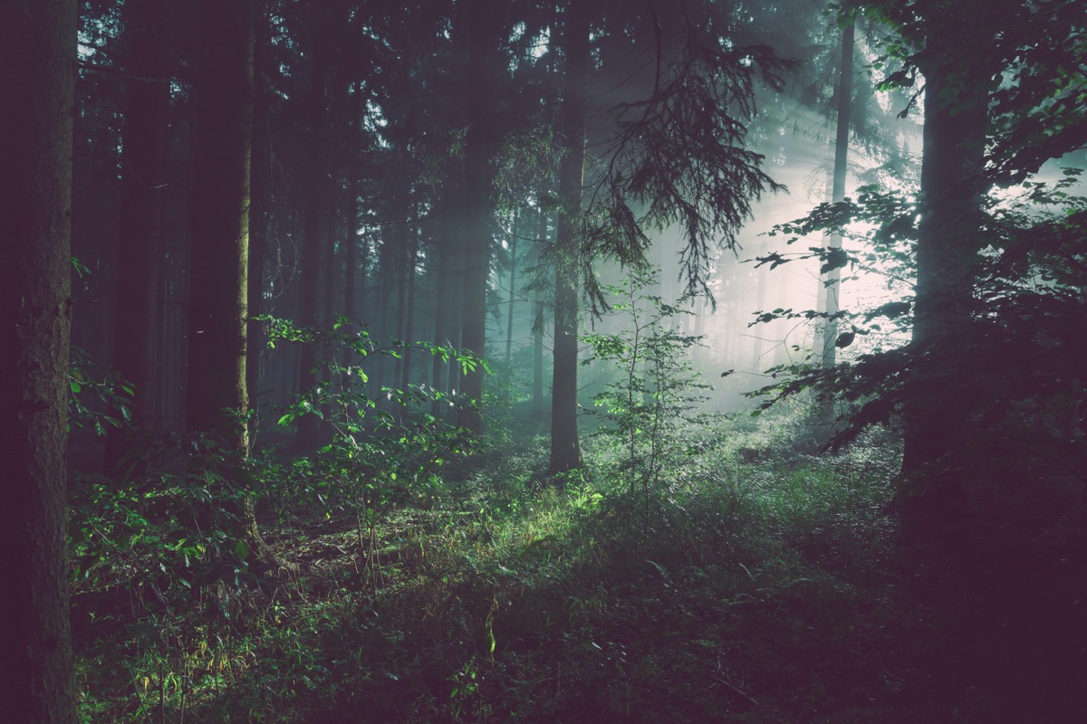 Dansk skov i morgendis